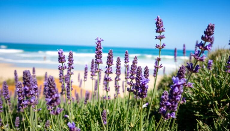 sea lavender plant